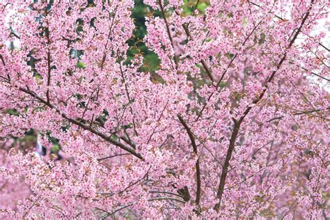 櫻花樹 種植|櫻花種植指南：掌握土壤、光線和空氣關鍵要素 